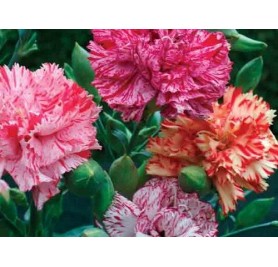 Carnation Mixed Flower Seeds(40-50 Seeds/Pack)